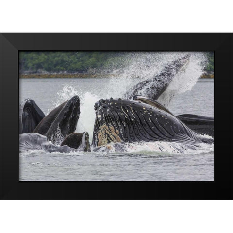 USA, Alaska Humpback whales bubble net feeding Black Modern Wood Framed Art Print by Paulson, Don