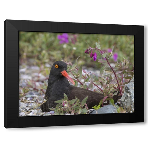AK, Glacier Bay Black oyster catcher and flowers Black Modern Wood Framed Art Print with Double Matting by Paulson, Don