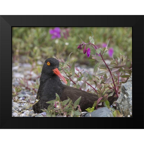 AK, Glacier Bay Black oyster catcher and flowers Black Modern Wood Framed Art Print by Paulson, Don
