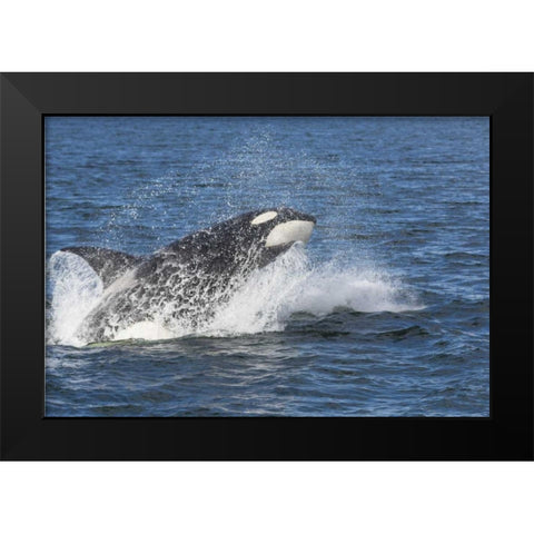Alaska Orca whale breaching Black Modern Wood Framed Art Print by Paulson, Don