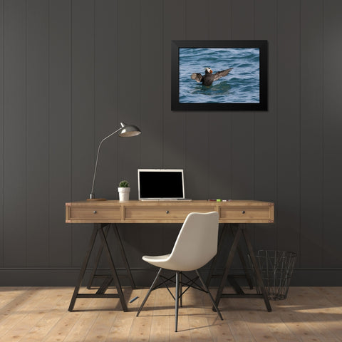 Alaska, Glacier Bay NP Tufted puffin in water Black Modern Wood Framed Art Print by Paulson, Don