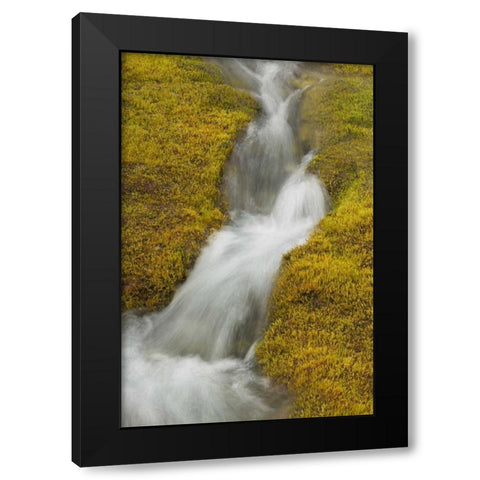 AK, Glacier Bay NP Stream cascade amid moss Black Modern Wood Framed Art Print by Paulson, Don