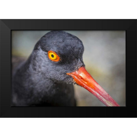 Alaska, Glacier Bay NP Black oystercatcher bird Black Modern Wood Framed Art Print by Paulson, Don