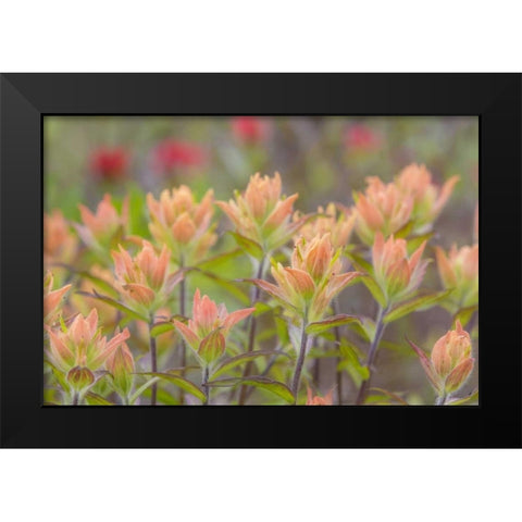 Alaska, Glacier Bay NP Indian paintbrush flowers Black Modern Wood Framed Art Print by Paulson, Don