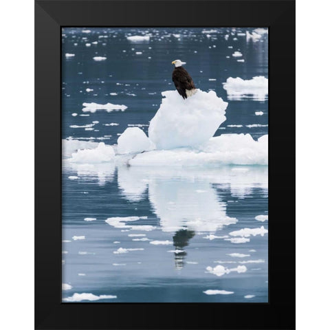 Alaska, Glacier Bay NP Bald eagle on iceberg Black Modern Wood Framed Art Print by Paulson, Don