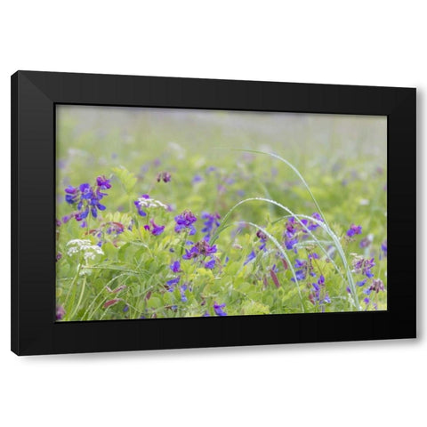 Alaska, Glacier Bay NP Wildflowers in meadow Black Modern Wood Framed Art Print with Double Matting by Paulson, Don