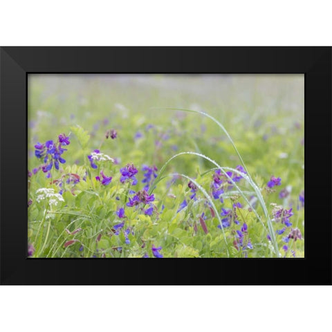Alaska, Glacier Bay NP Wildflowers in meadow Black Modern Wood Framed Art Print by Paulson, Don