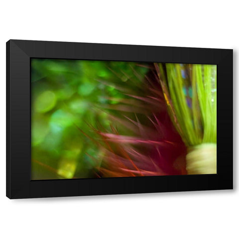 AK, Lake Clark NP Abstract of fishing flies Black Modern Wood Framed Art Print with Double Matting by Paulson, Don
