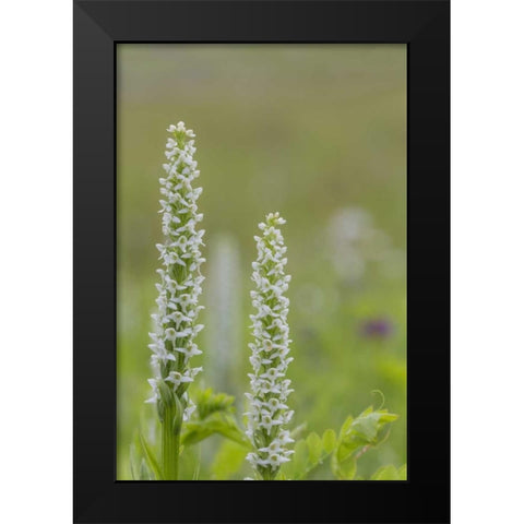 Alaska, Glacier Bay NP White bog orchid Black Modern Wood Framed Art Print by Paulson, Don