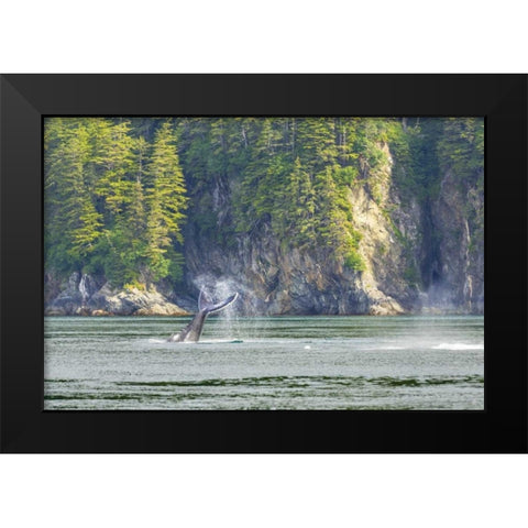 Alaska Humpback whale tail lobbing Black Modern Wood Framed Art Print by Paulson, Don