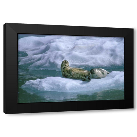 AK, Inside Passage Seal and pup on ice float Black Modern Wood Framed Art Print with Double Matting by Rotenberg, Nancy