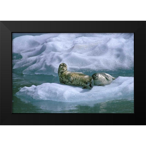 AK, Inside Passage Seal and pup on ice float Black Modern Wood Framed Art Print by Rotenberg, Nancy