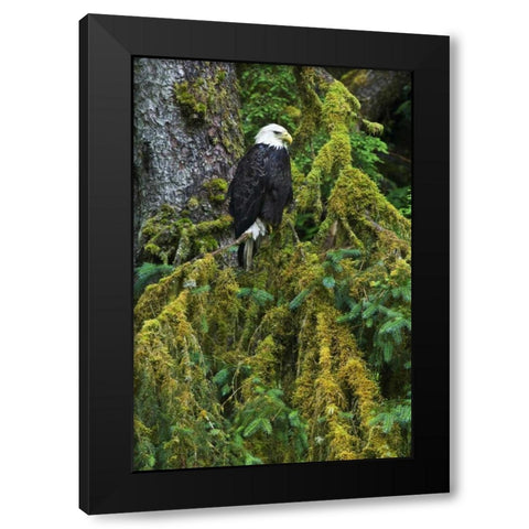 USA, Alaska Bald eagle in mossy tree Black Modern Wood Framed Art Print by Rotenberg, Nancy