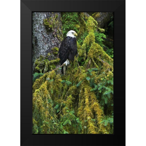 USA, Alaska Bald eagle in mossy tree Black Modern Wood Framed Art Print by Rotenberg, Nancy