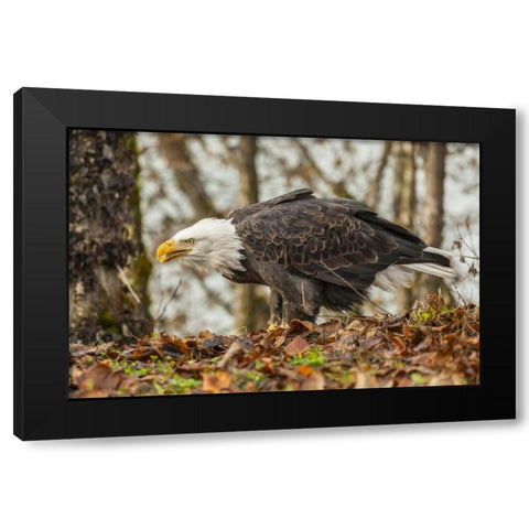 Alaska, Chilkat Preserve Bald eagle on ground Black Modern Wood Framed Art Print by Illg, Cathy and Gordon