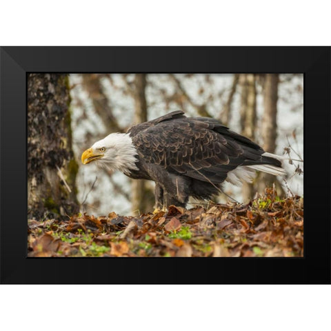 Alaska, Chilkat Preserve Bald eagle on ground Black Modern Wood Framed Art Print by Illg, Cathy and Gordon