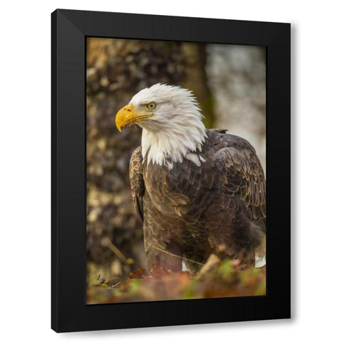 Alaska, Chilkat Preserve Bald eagle on ground Black Modern Wood Framed Art Print with Double Matting by Illg, Cathy and Gordon