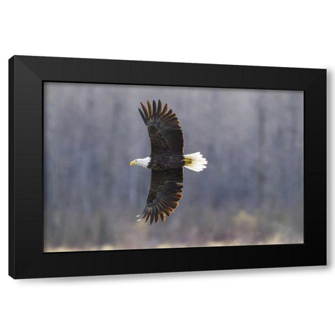 Alaska, Chilkat Preserve Bald eagle in flight Black Modern Wood Framed Art Print with Double Matting by Illg, Cathy and Gordon