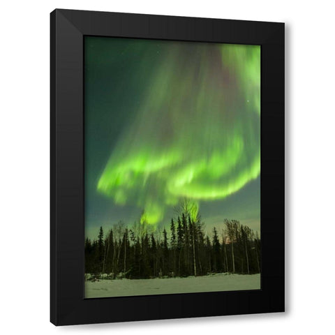 USA, Alaska Aurora borealis over forest Black Modern Wood Framed Art Print with Double Matting by Illg, Cathy and Gordon