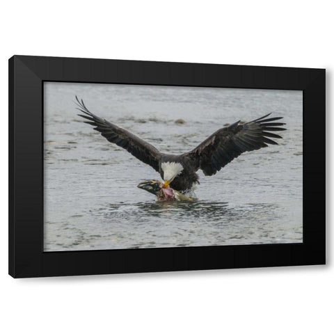 AK, Chilkat Bald eagle takes flight with fish Black Modern Wood Framed Art Print with Double Matting by Illg, Cathy and Gordon