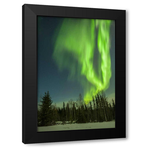 USA, Alaska Aurora borealis over forest Black Modern Wood Framed Art Print with Double Matting by Illg, Cathy and Gordon