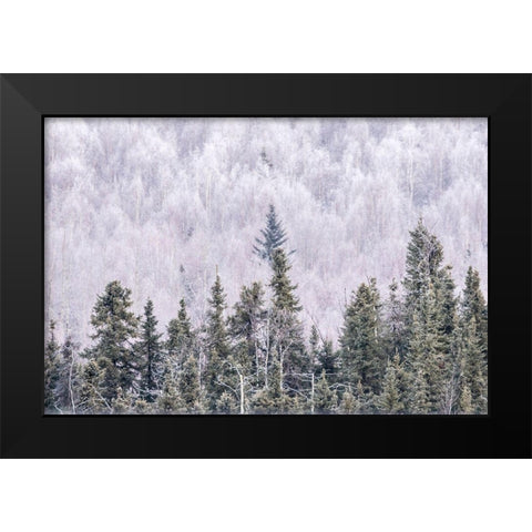 Alaska-Fairbanks Frosty forest landscape Black Modern Wood Framed Art Print by Jaynes Gallery