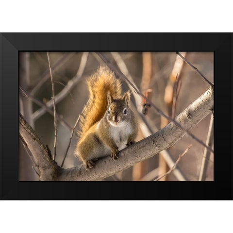 Alaska-Fairbanks Red squirrel in tree Black Modern Wood Framed Art Print by Jaynes Gallery