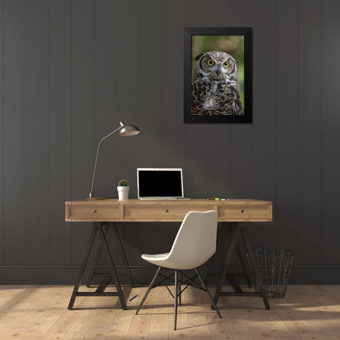 Alaska-Sitka Great horned owl at Alaska Raptor Center  Black Modern Wood Framed Art Print by Jaynes Gallery