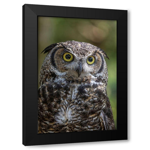 Alaska-Sitka Great horned owl at Alaska Raptor Center  Black Modern Wood Framed Art Print with Double Matting by Jaynes Gallery