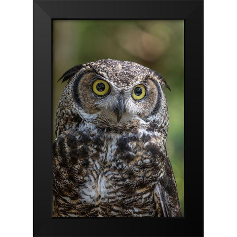 Alaska-Sitka Great horned owl at Alaska Raptor Center  Black Modern Wood Framed Art Print by Jaynes Gallery