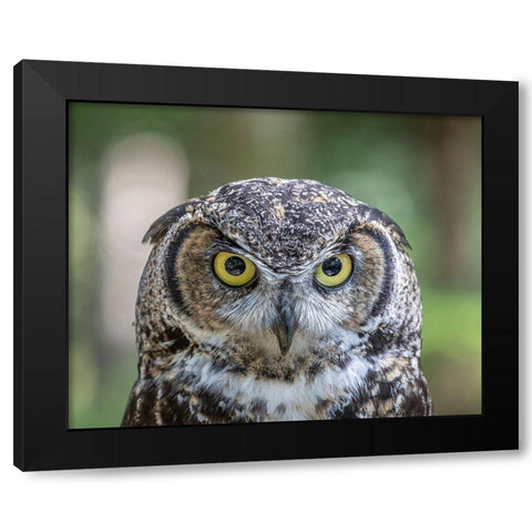 Alaska-Sitka Great horned owl at Alaska Raptor Center  Black Modern Wood Framed Art Print with Double Matting by Jaynes Gallery
