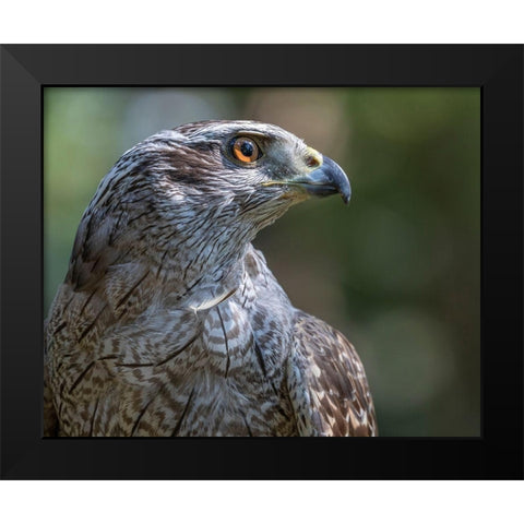 Alaska-Sitka Northern goshawk captive at Alaska Raptor Center  Black Modern Wood Framed Art Print by Jaynes Gallery