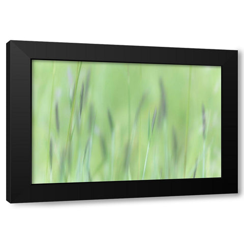Alaska-Tongass National Forest Abstract of meadow grass  Black Modern Wood Framed Art Print with Double Matting by Jaynes Gallery