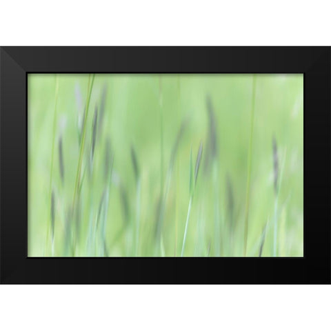 Alaska-Tongass National Forest Abstract of meadow grass  Black Modern Wood Framed Art Print by Jaynes Gallery