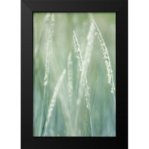 Alaska-Tongass National Forest Abstract of beach rye grass  Black Modern Wood Framed Art Print by Jaynes Gallery