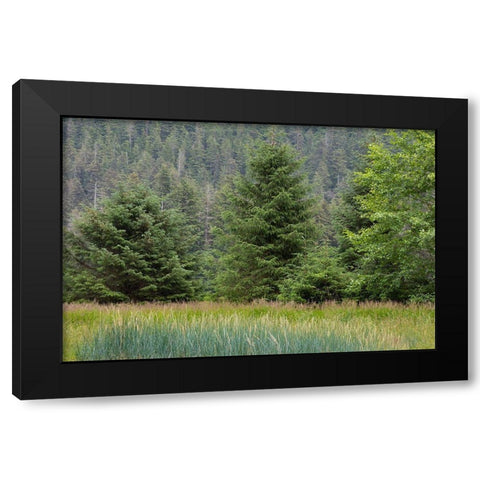 Alaska-Tongass National Forest Meadow and forest landscape  Black Modern Wood Framed Art Print with Double Matting by Jaynes Gallery