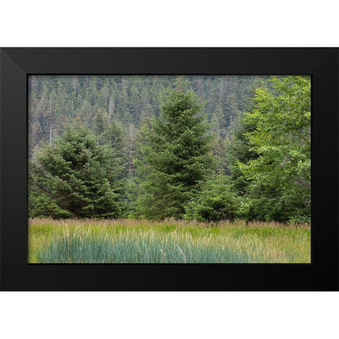 Alaska-Tongass National Forest Meadow and forest landscape  Black Modern Wood Framed Art Print by Jaynes Gallery