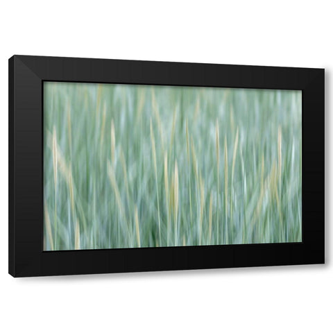 Alaska-Tongass National Forest Abstract of meadow grass  Black Modern Wood Framed Art Print with Double Matting by Jaynes Gallery