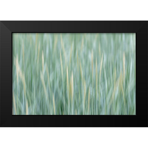 Alaska-Tongass National Forest Abstract of meadow grass  Black Modern Wood Framed Art Print by Jaynes Gallery