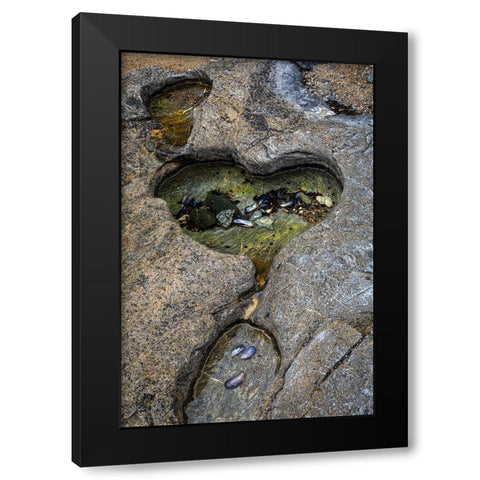Alaska-Chichagof Island-Basket Bay Heart-shaped pool in rock  Black Modern Wood Framed Art Print by Jaynes Gallery