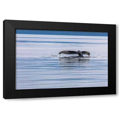 Alaska-Chatham Strait Humpback whale diving  Black Modern Wood Framed Art Print with Double Matting by Jaynes Gallery