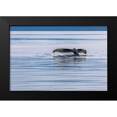 Alaska-Chatham Strait Humpback whale diving  Black Modern Wood Framed Art Print by Jaynes Gallery