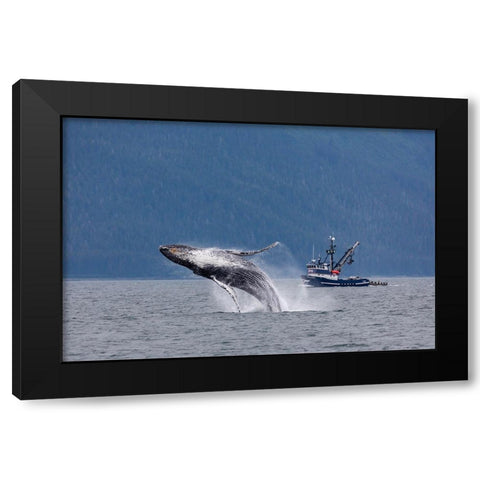 Alaska-Chatham Strait Breaching humpback whale near fishing boat  Black Modern Wood Framed Art Print with Double Matting by Jaynes Gallery