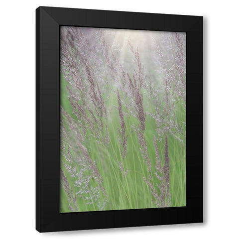 Alaska-Juneau Sunlit grass in meadow  Black Modern Wood Framed Art Print with Double Matting by Jaynes Gallery