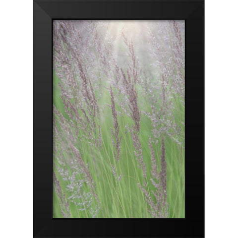 Alaska-Juneau Sunlit grass in meadow  Black Modern Wood Framed Art Print by Jaynes Gallery