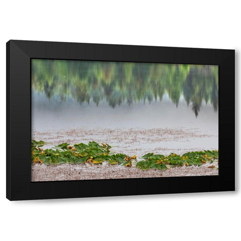 Alaska-Sitka Forest reflection in Swan Lake  Black Modern Wood Framed Art Print with Double Matting by Jaynes Gallery