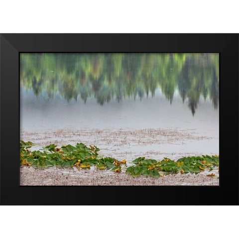 Alaska-Sitka Forest reflection in Swan Lake  Black Modern Wood Framed Art Print by Jaynes Gallery