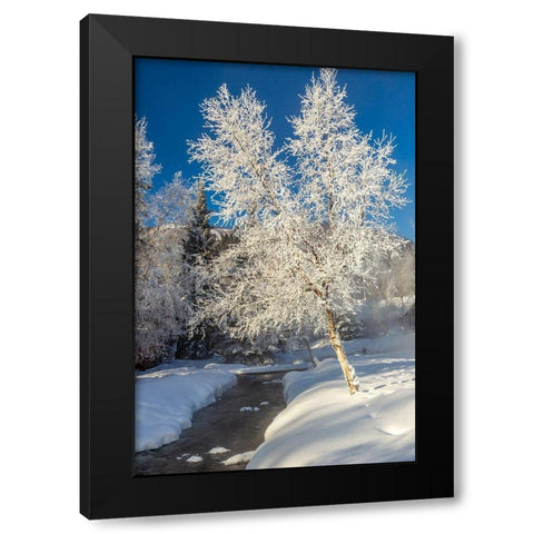 Alaska Stream and frosted trees in winter Black Modern Wood Framed Art Print with Double Matting by Jaynes Gallery
