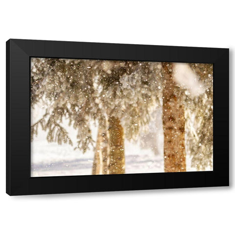 Alaska Close-up of frost falling from branches in winter Black Modern Wood Framed Art Print with Double Matting by Jaynes Gallery