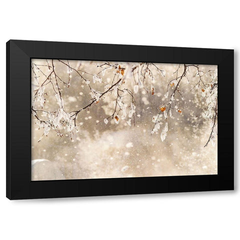 Alaska Close-up of frost falling from branches in winter Black Modern Wood Framed Art Print with Double Matting by Jaynes Gallery